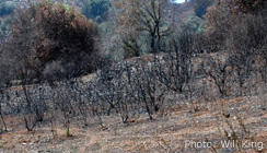 Naftali Hills, near Kiryat Shemona