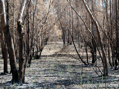 Trees near Tel Chai