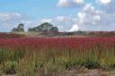 Flowers in the Golan