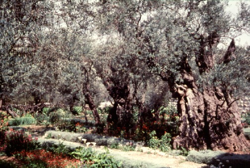 The Garden of Gethsemane